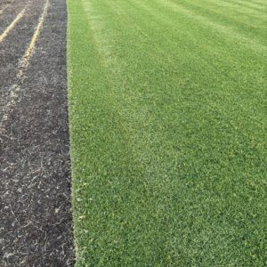 PREMIUM KIKUYU TURF PER M2